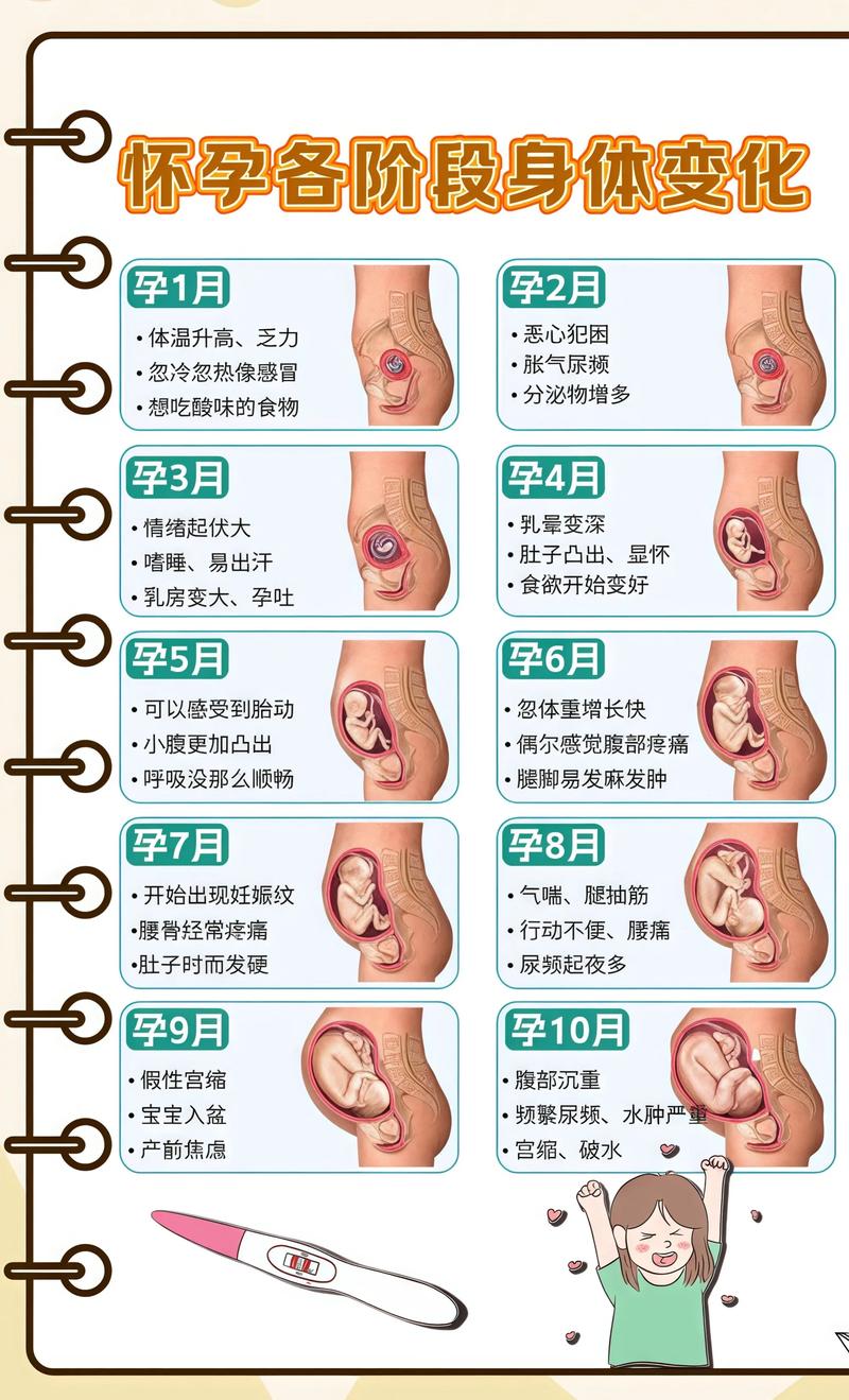 揭秘供卵代孕妈妈怀孕小腹分两节，孕期变化的奥秘四川代生机构: